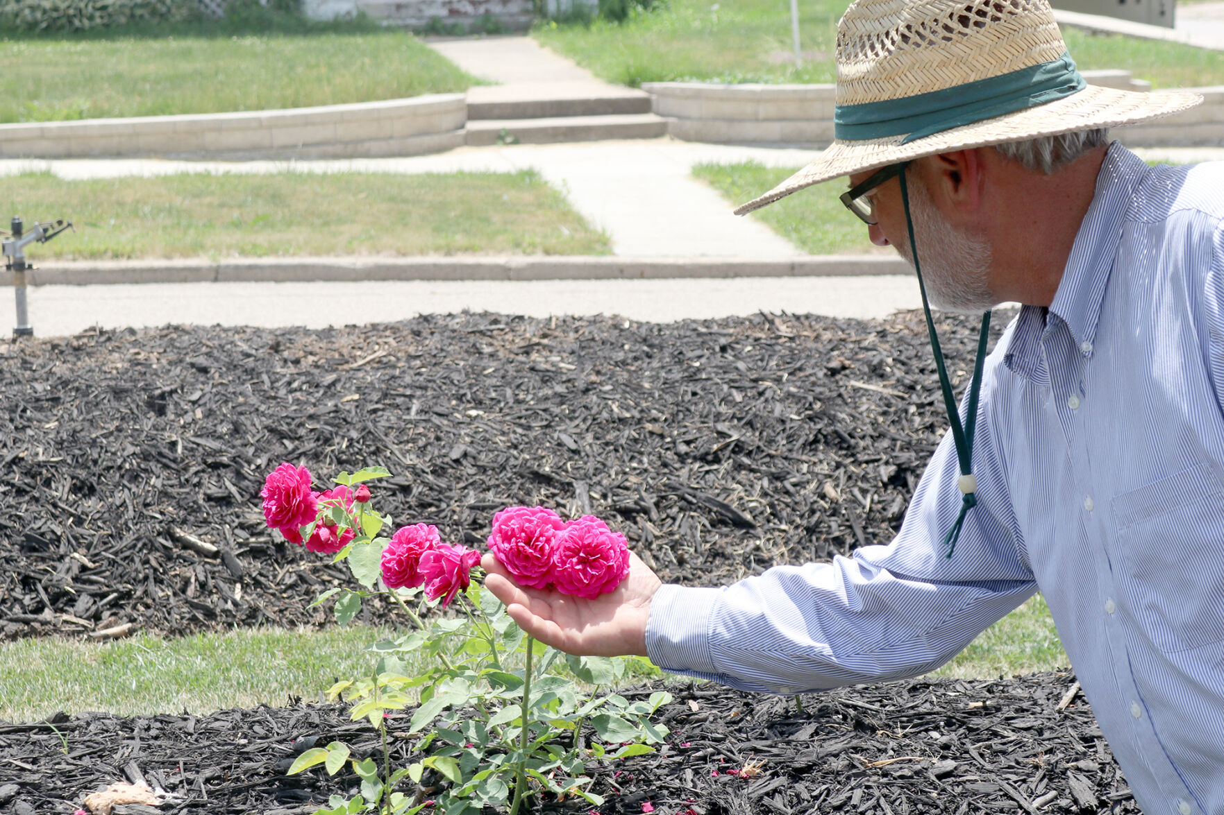 orr rose garden13 21-07-14